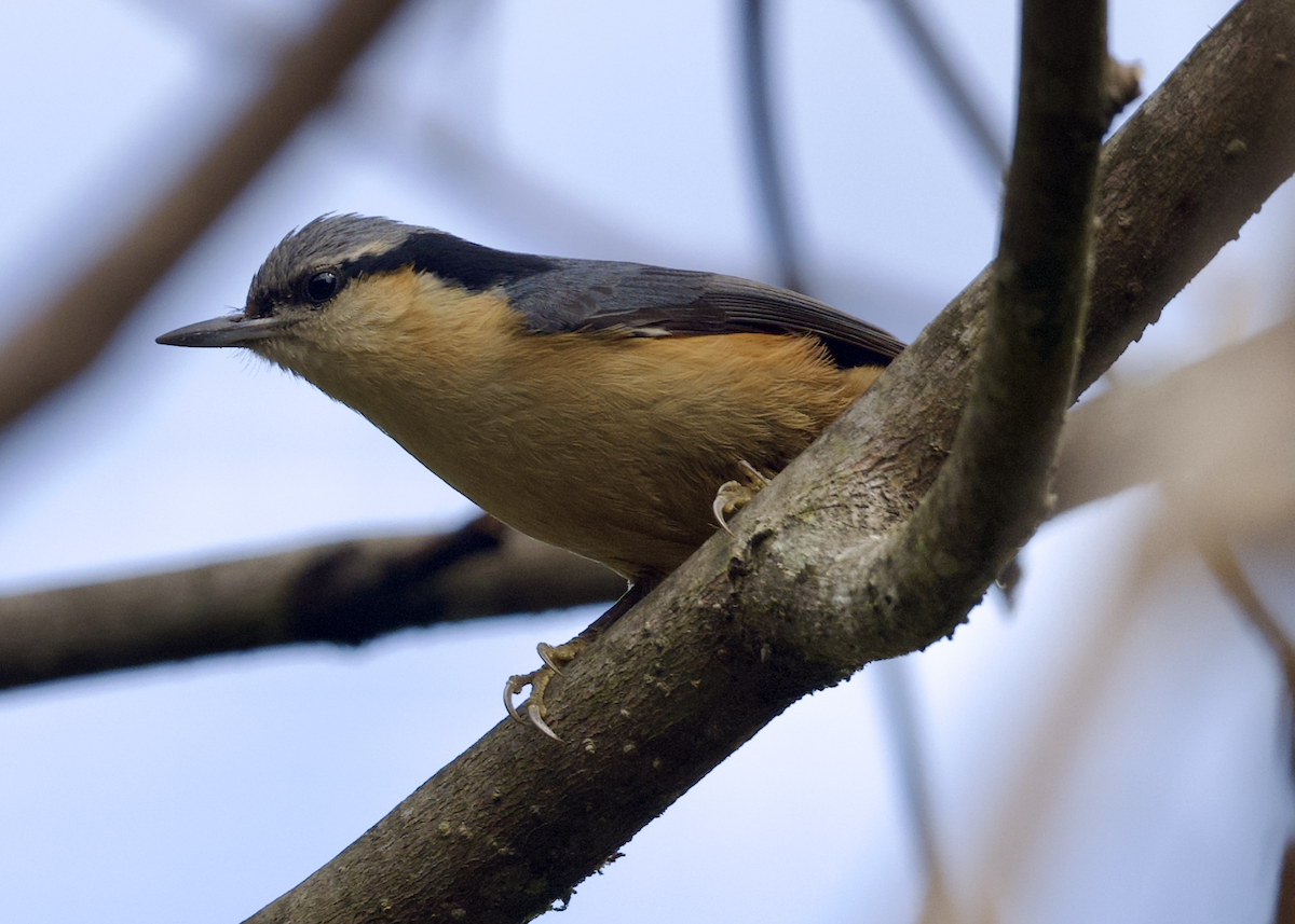 White-tailed Nuthatch - ML618265621