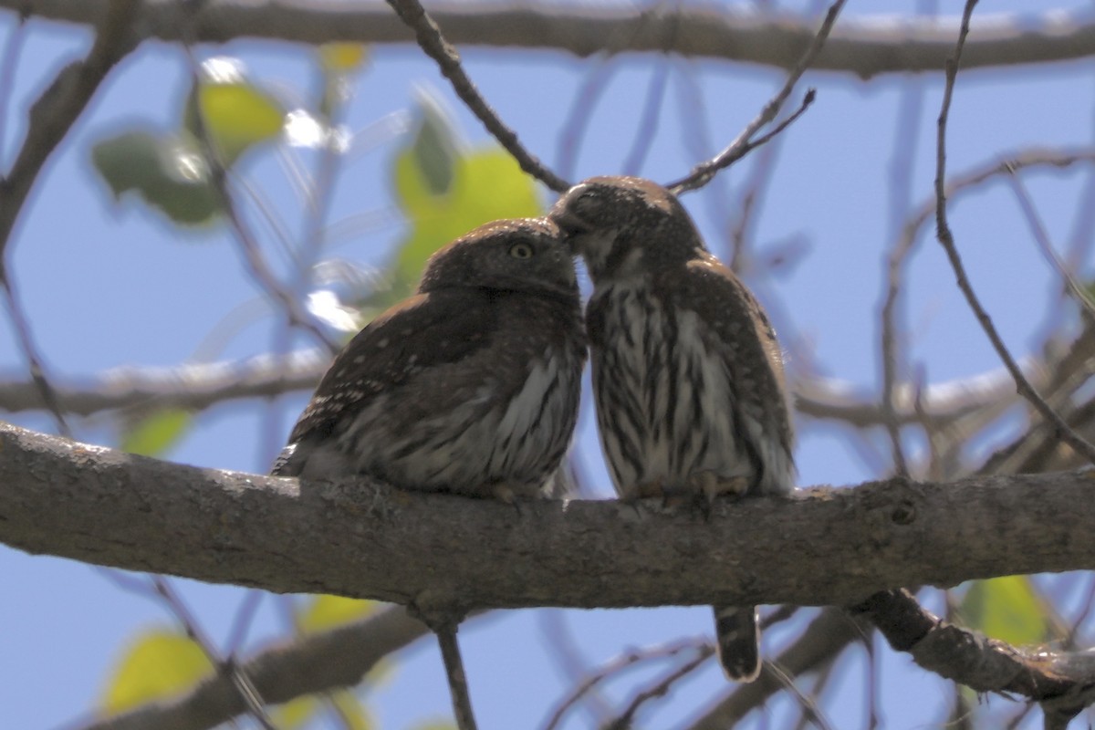 Northern Pygmy-Owl - ML618265629