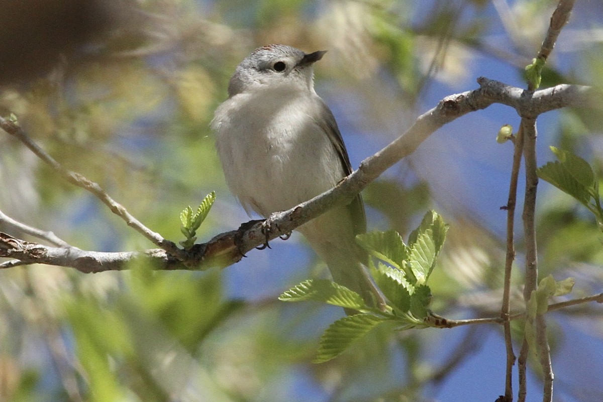 Lucy's Warbler - ML618265649