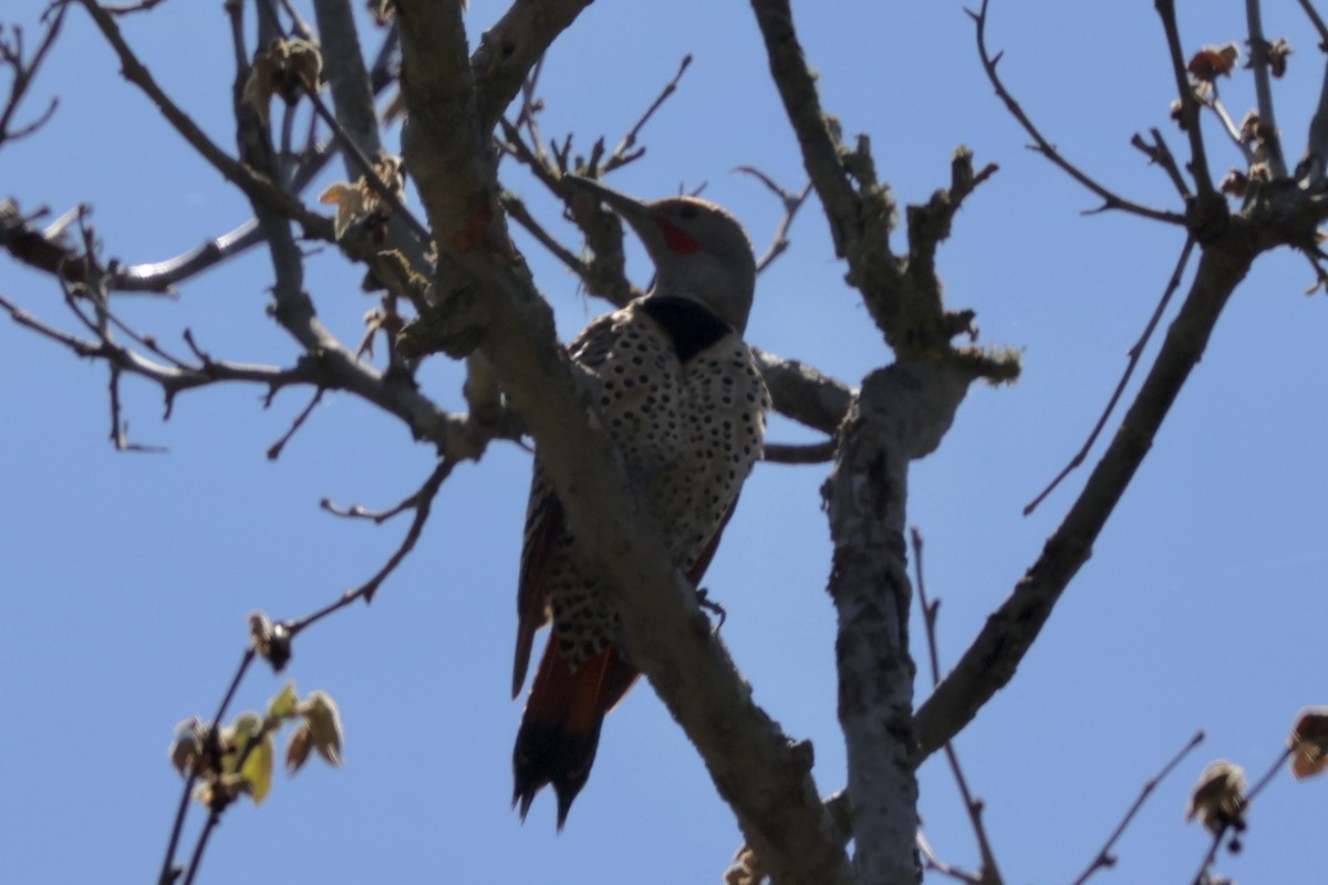 Northern Flicker (Red-shafted) - ML618265658
