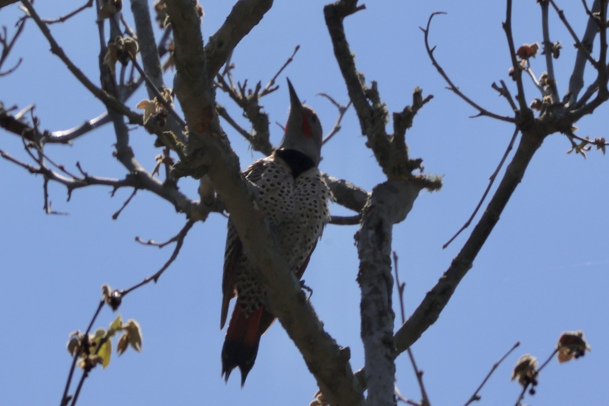 Northern Flicker (Red-shafted) - ML618265659