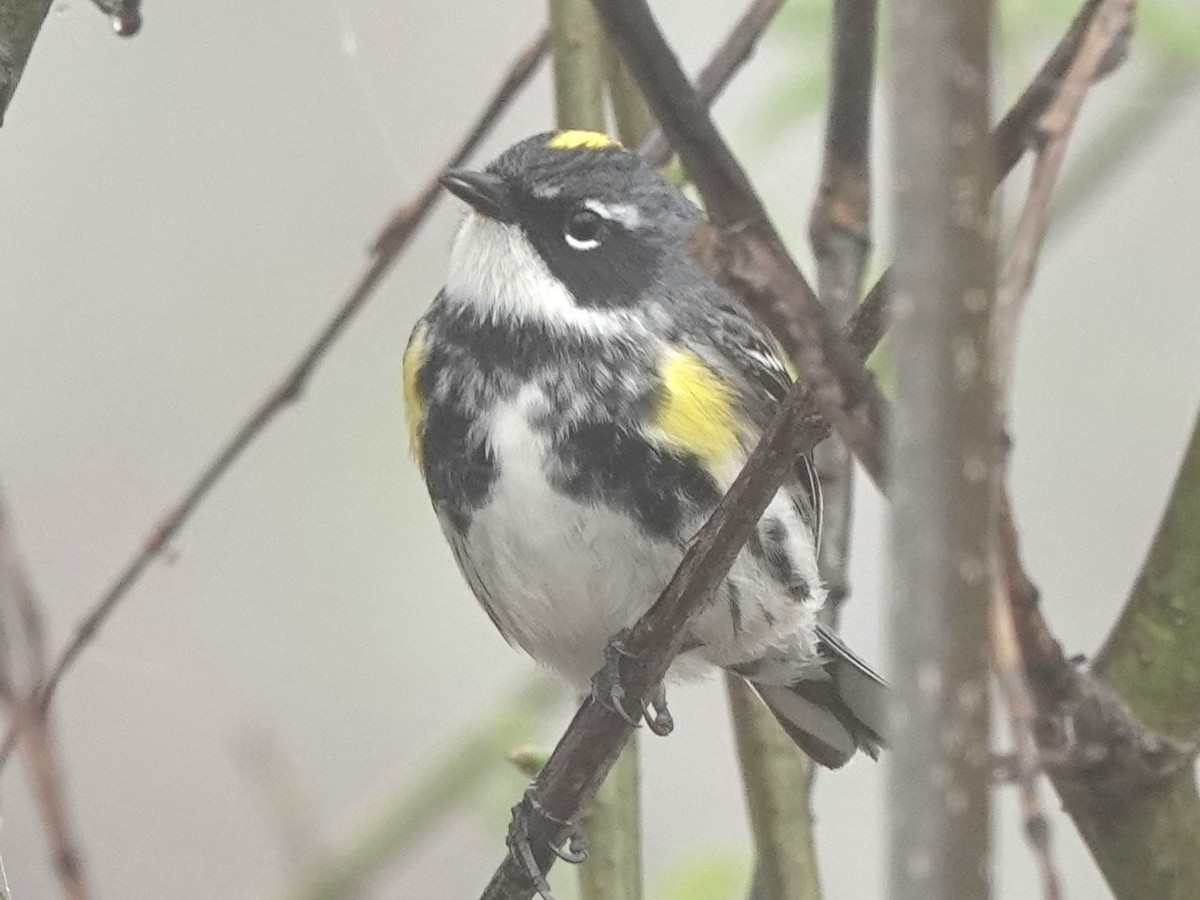 Yellow-rumped Warbler - Mike Blancher