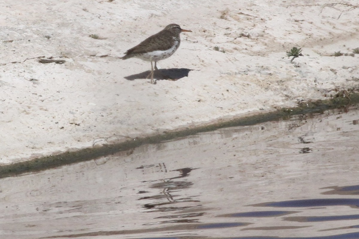 Spotted Sandpiper - Andrew Theus