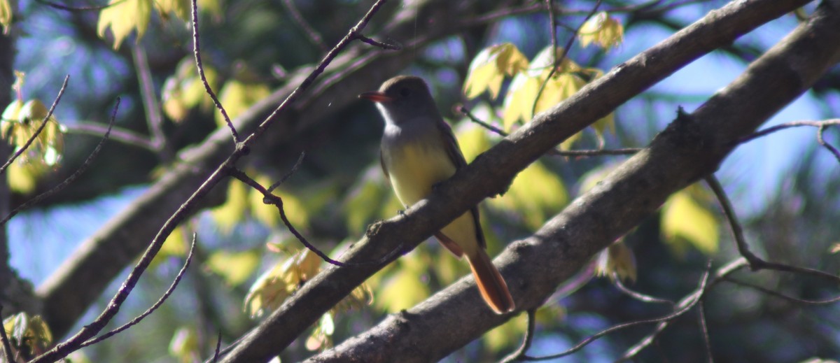 Great Crested Flycatcher - ML618265687