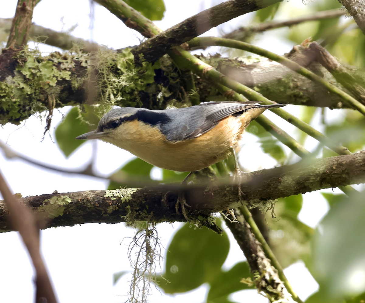 White-tailed Nuthatch - ML618265703