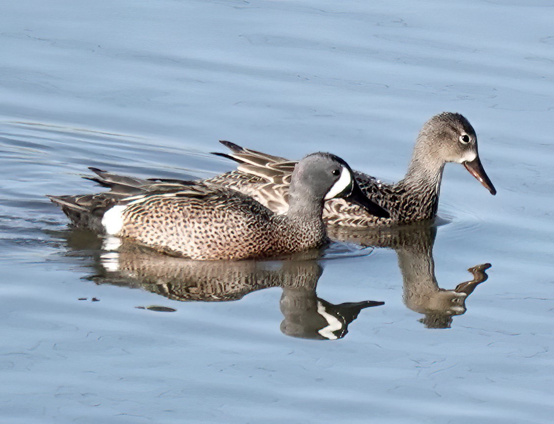 Blue-winged Teal - ML618265722