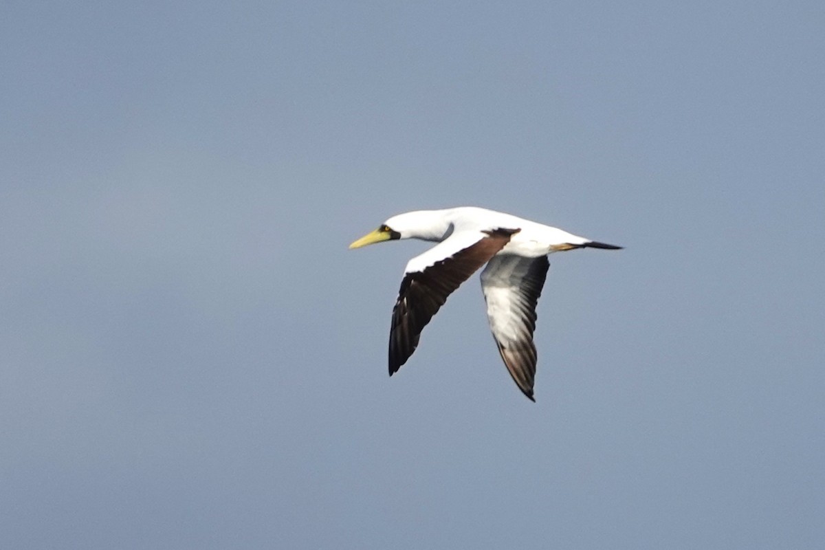 Masked Booby - ML618265724
