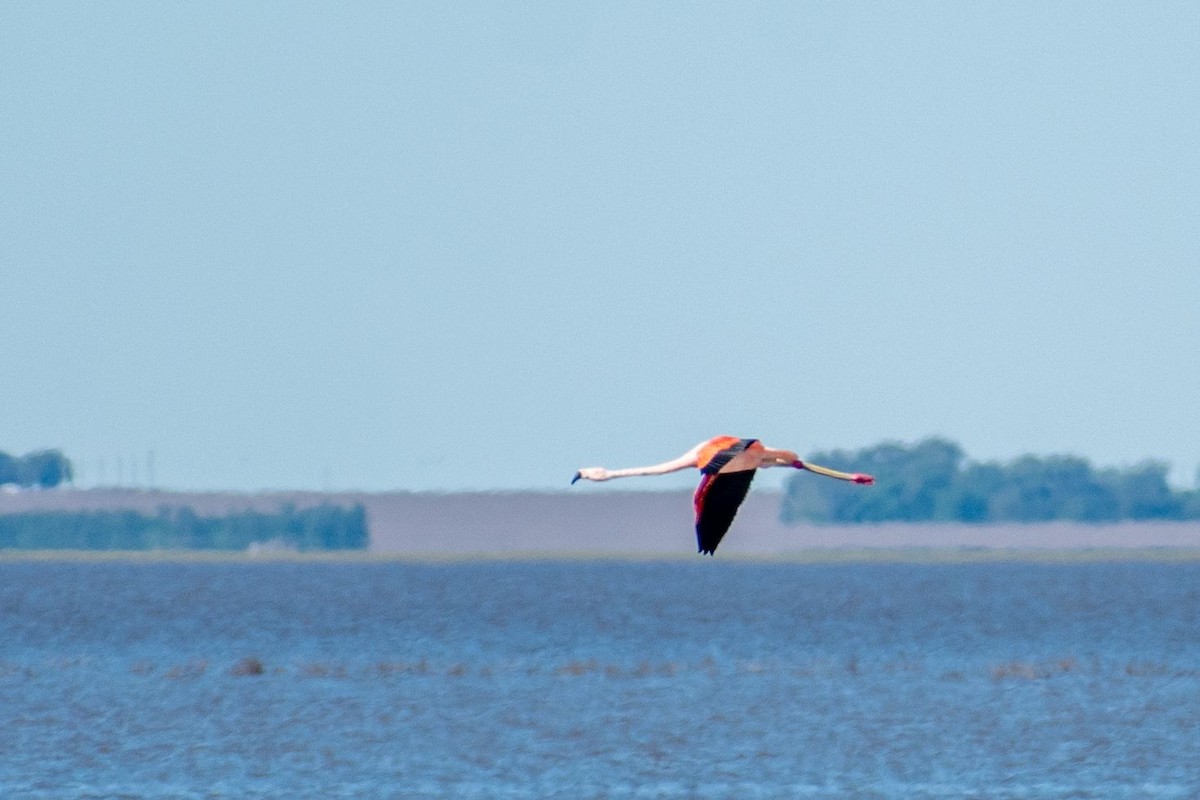 Şili Flamingosu - ML618265725