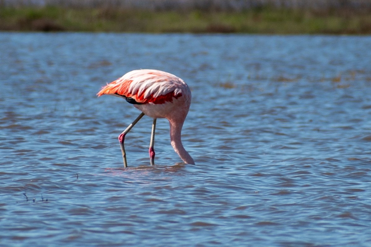 Şili Flamingosu - ML618265730