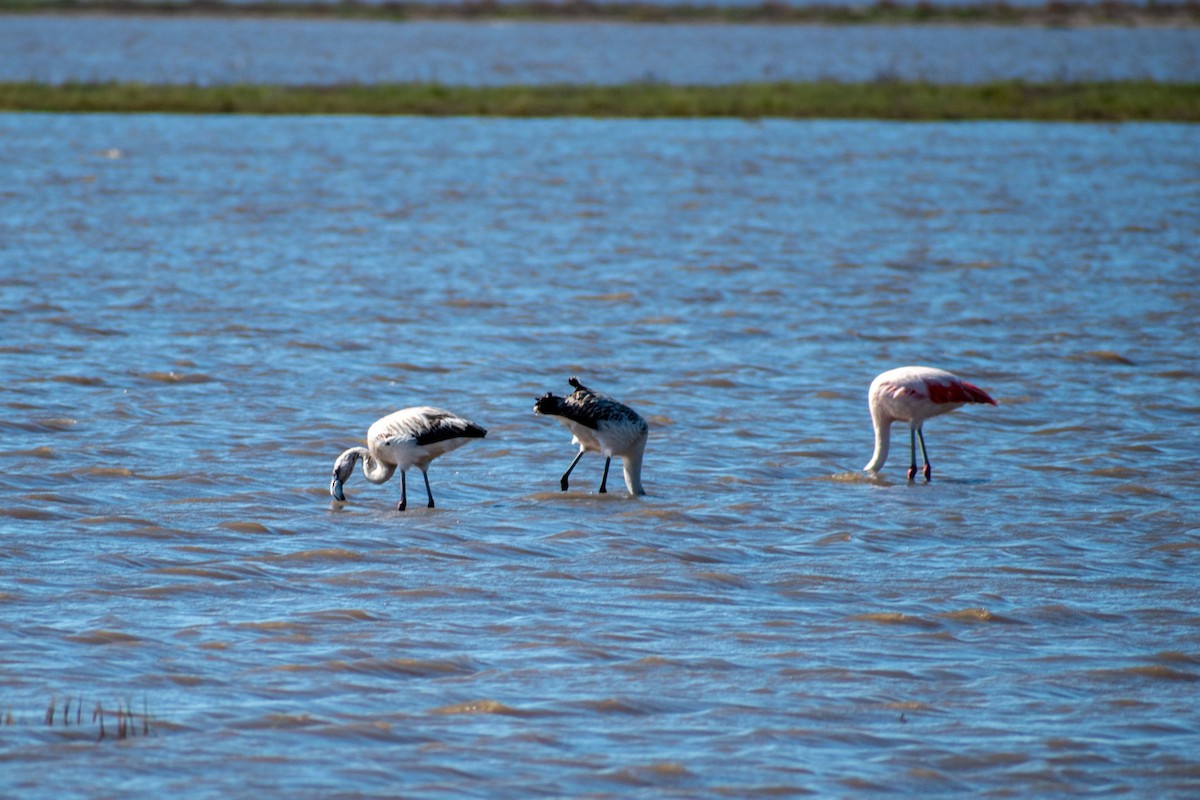 Chilean Flamingo - ML618265733