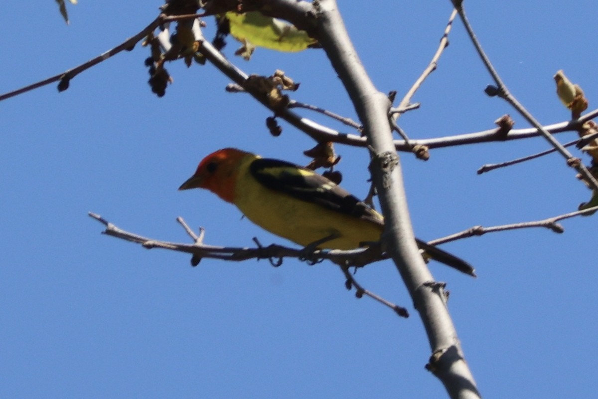Western Tanager - ML618265780