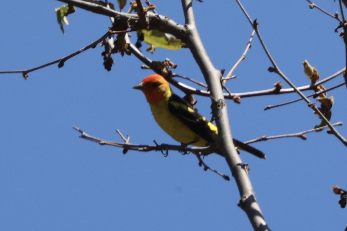 Western Tanager - ML618265781