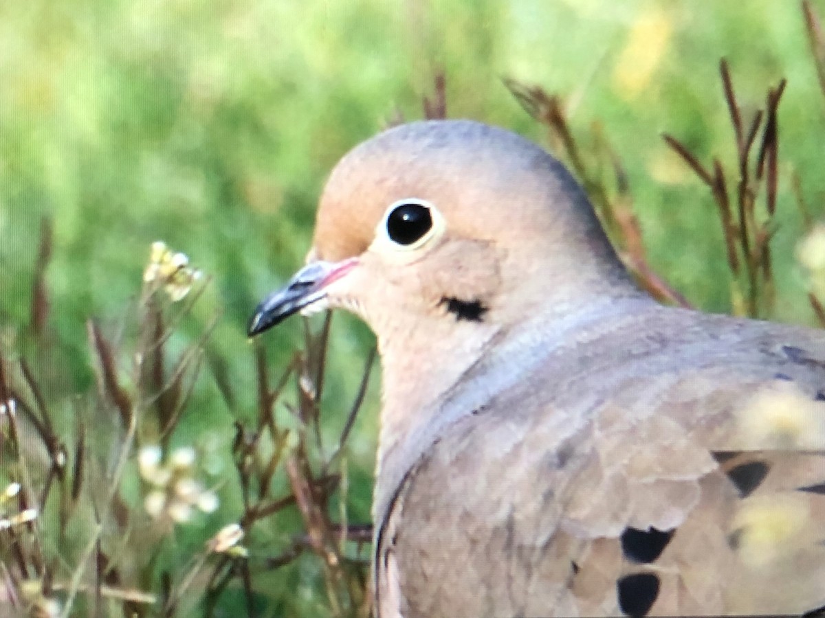Mourning Dove - Jules S