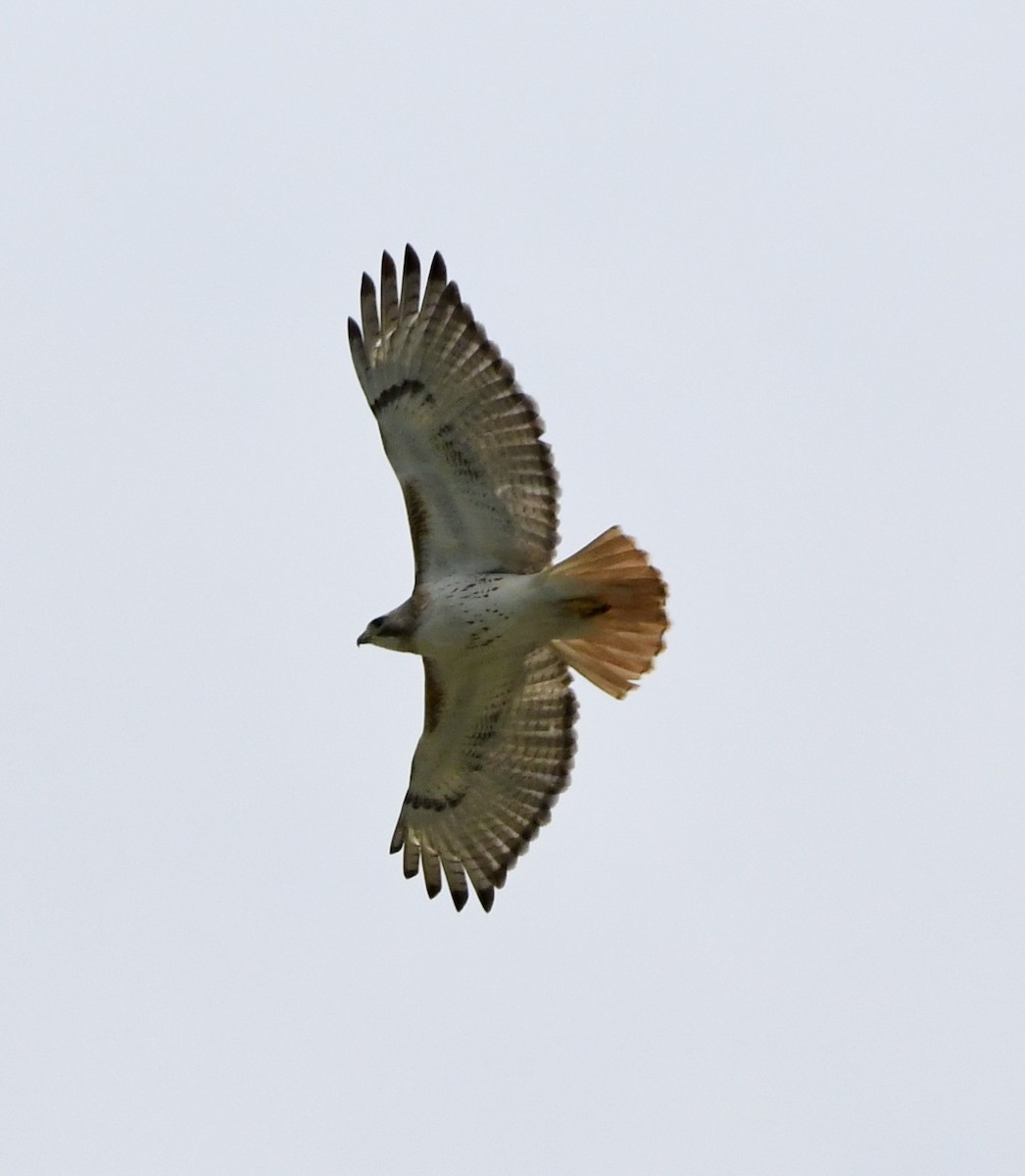 Red-tailed Hawk - ML618265787