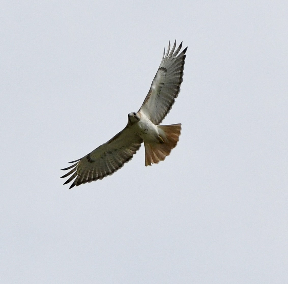 Red-tailed Hawk - ML618265788