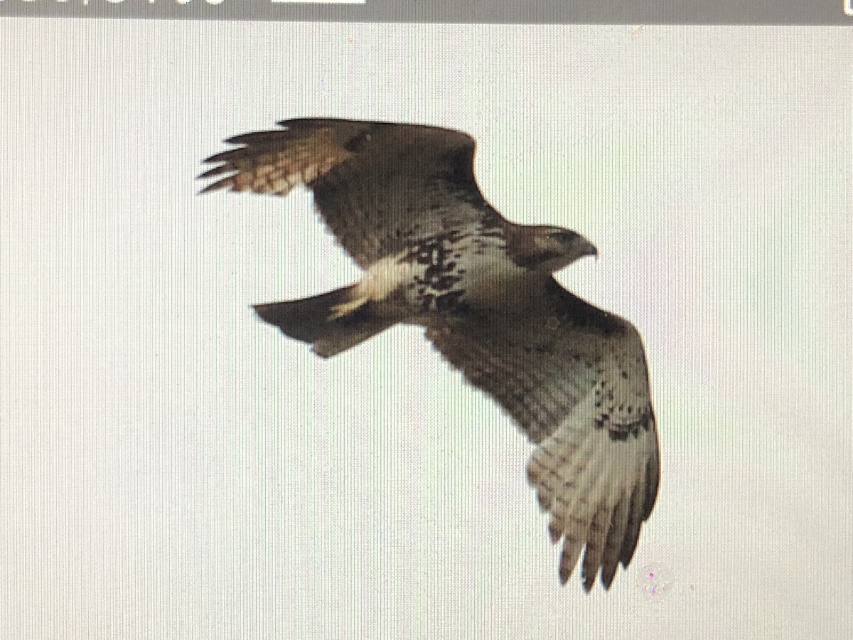 Red-tailed Hawk (borealis) - ML618265811