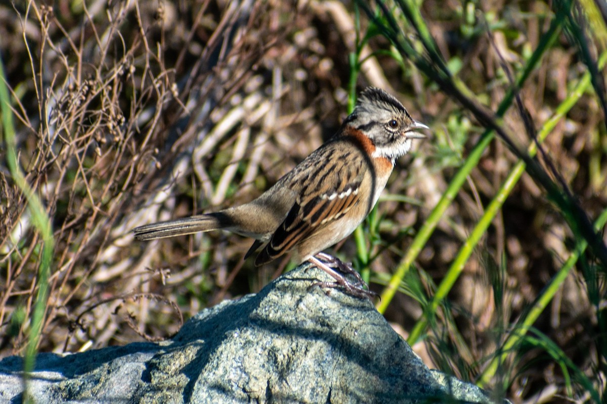 Rufous-collared Sparrow - ARIEL ROTONDO