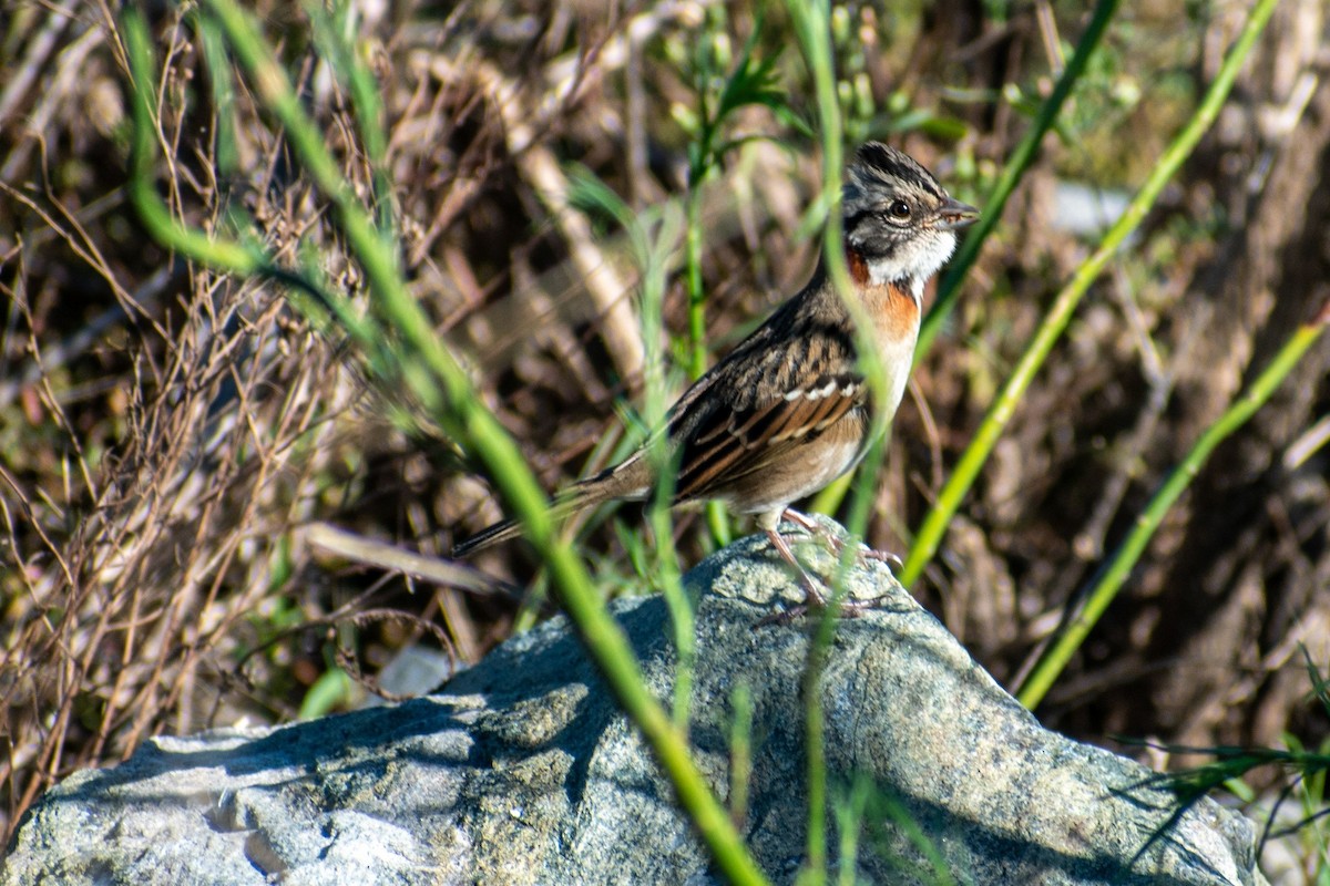 Rufous-collared Sparrow - ARIEL ROTONDO