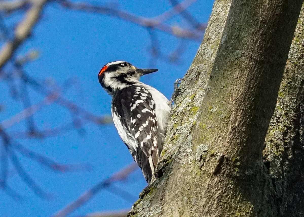 Hairy Woodpecker - ML618265820