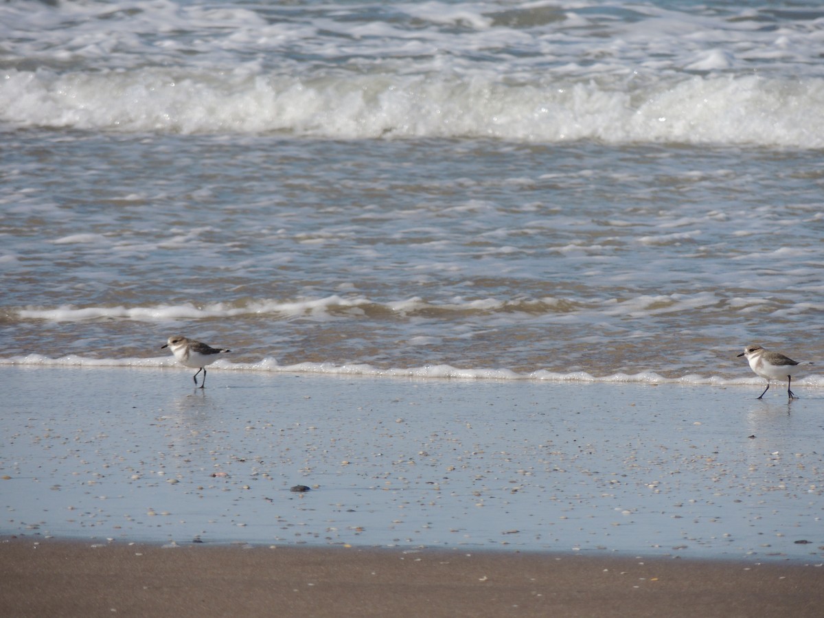 Two-banded Plover - ML618265927