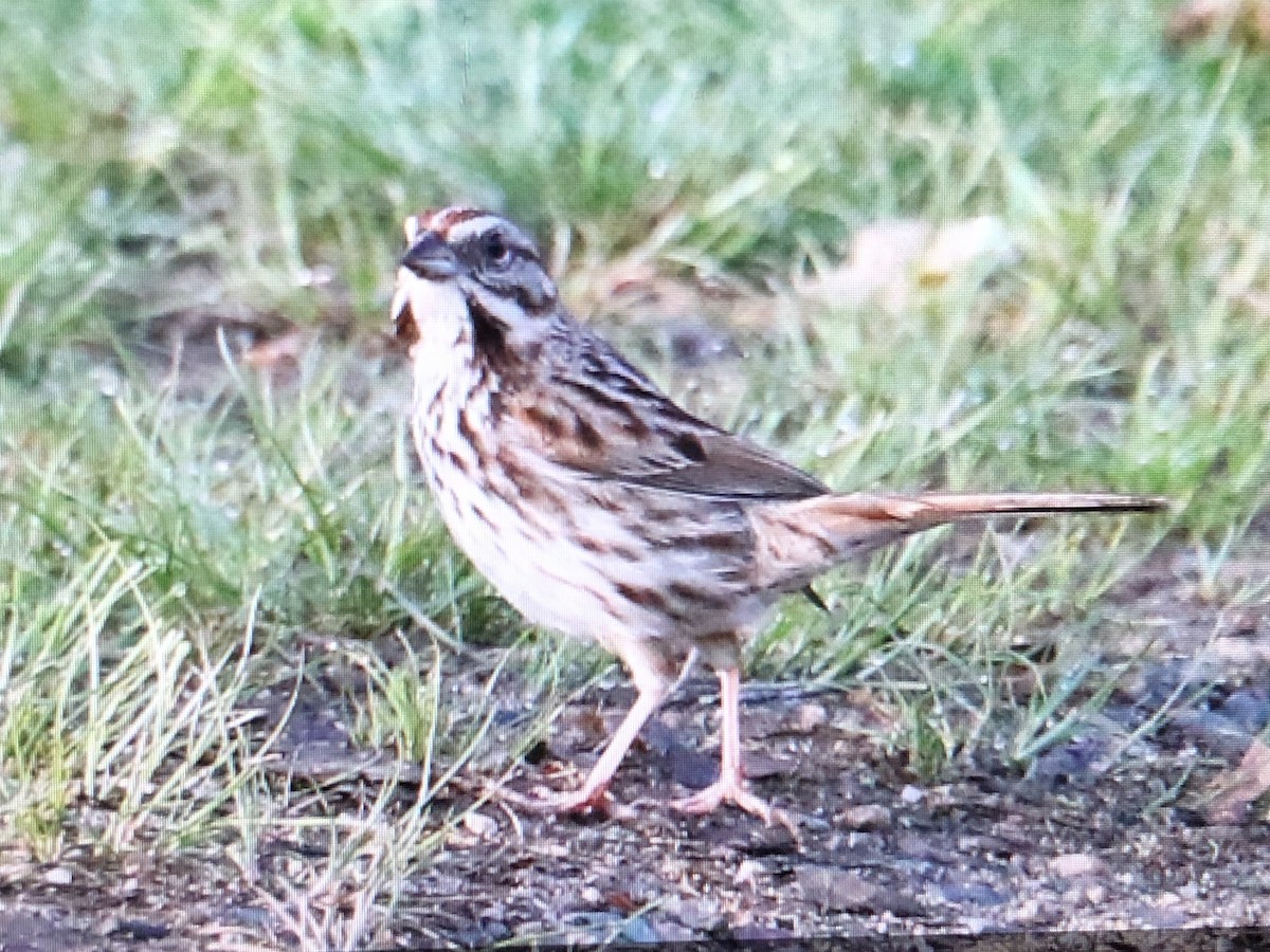 Savannah Sparrow (Savannah) - ML618265942
