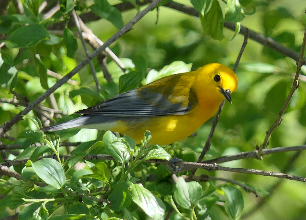 Prothonotary Warbler - Shuming Chen