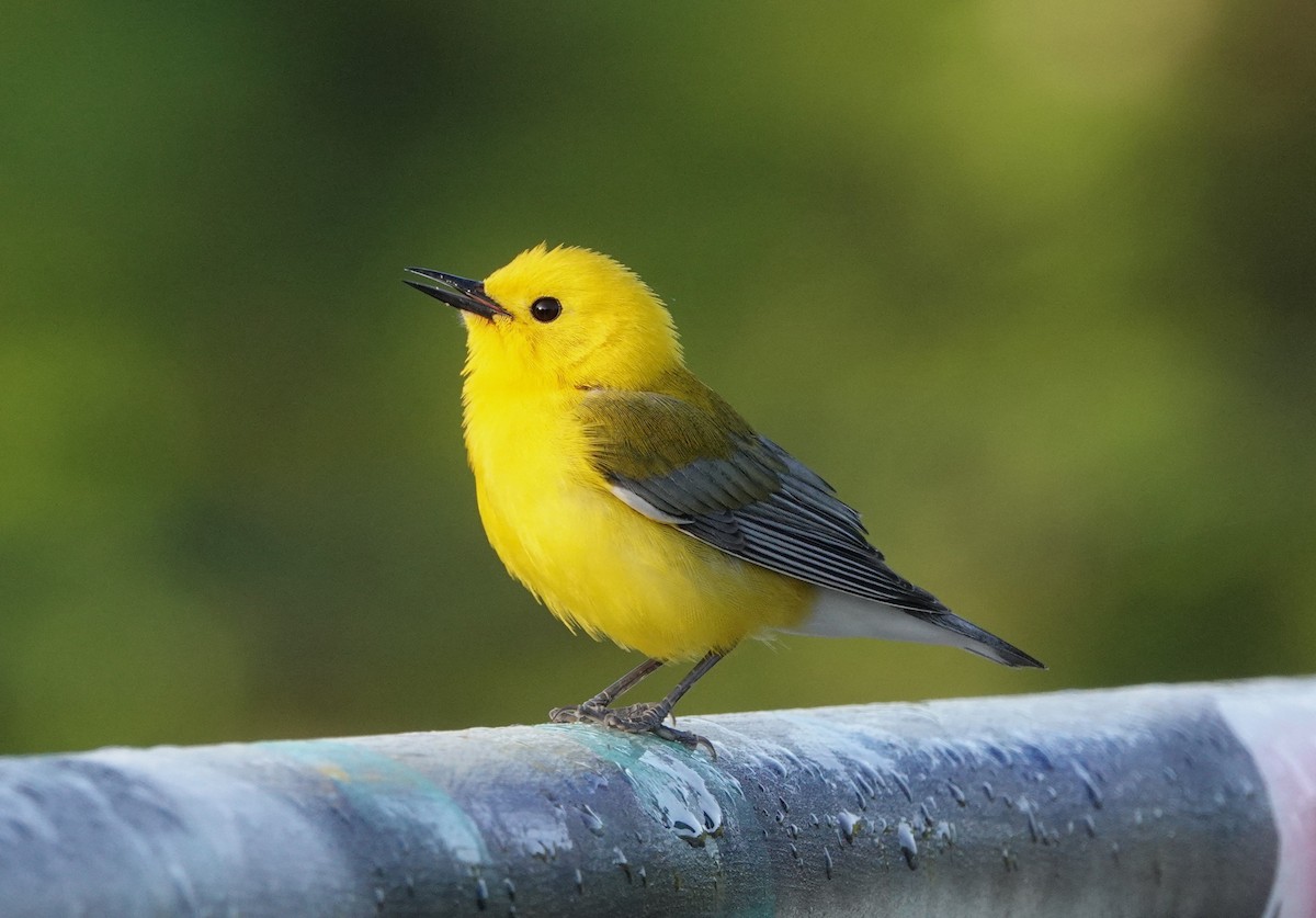 Prothonotary Warbler - ML618265998