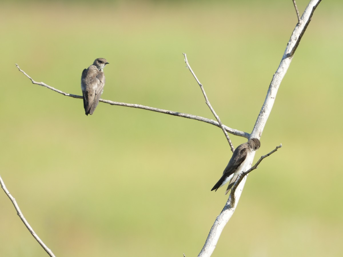 Northern Rough-winged Swallow - ML618265999