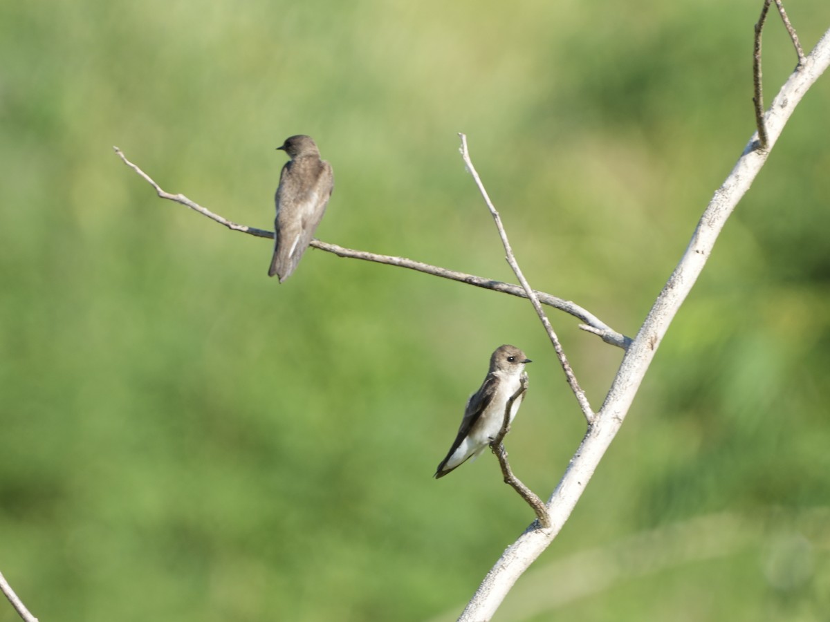 Northern Rough-winged Swallow - ML618266000