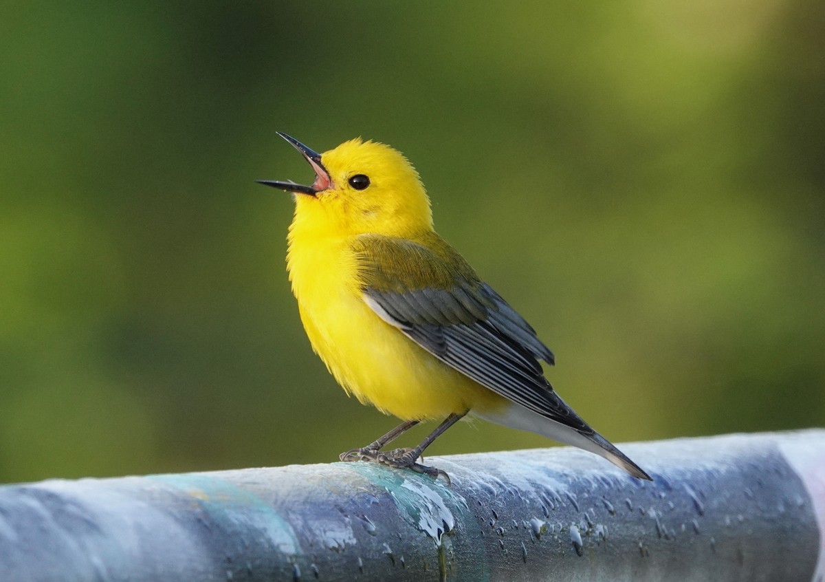 Prothonotary Warbler - ML618266007