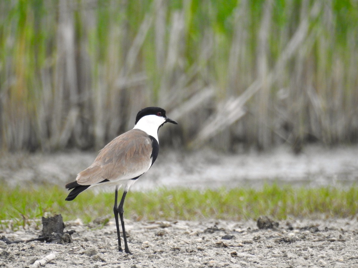 Spur-winged Lapwing - ML618266009