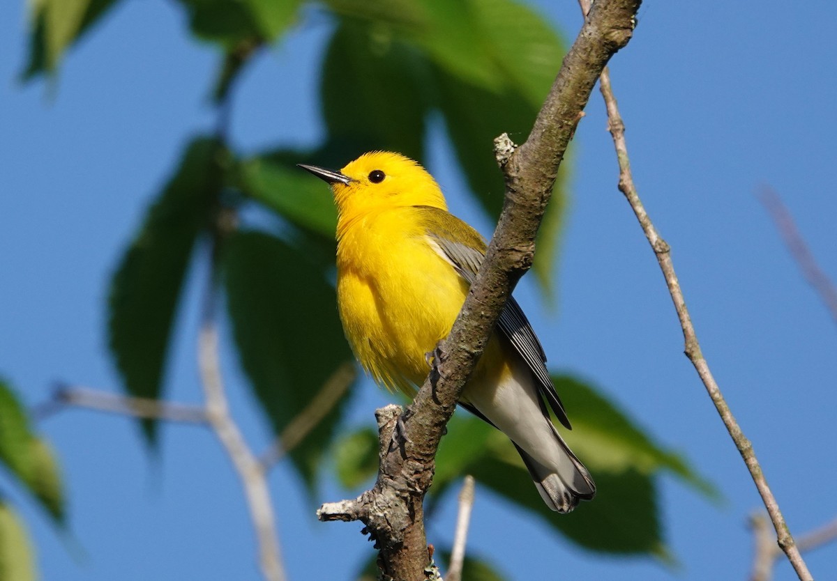 Prothonotary Warbler - ML618266010