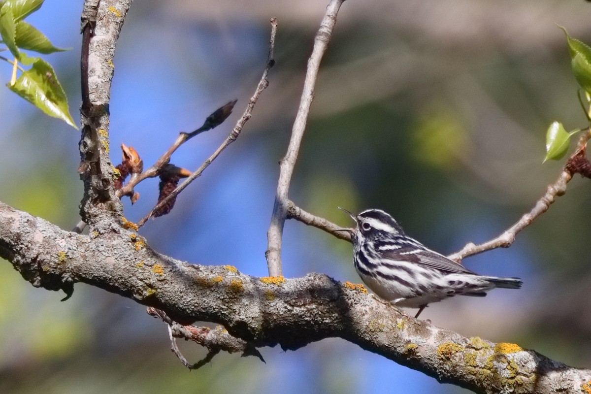 Black-and-white Warbler - ML618266025