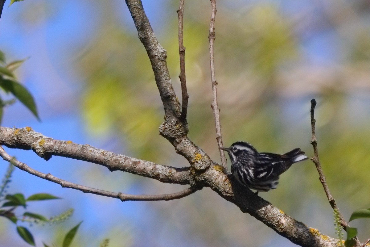 Black-and-white Warbler - ML618266026