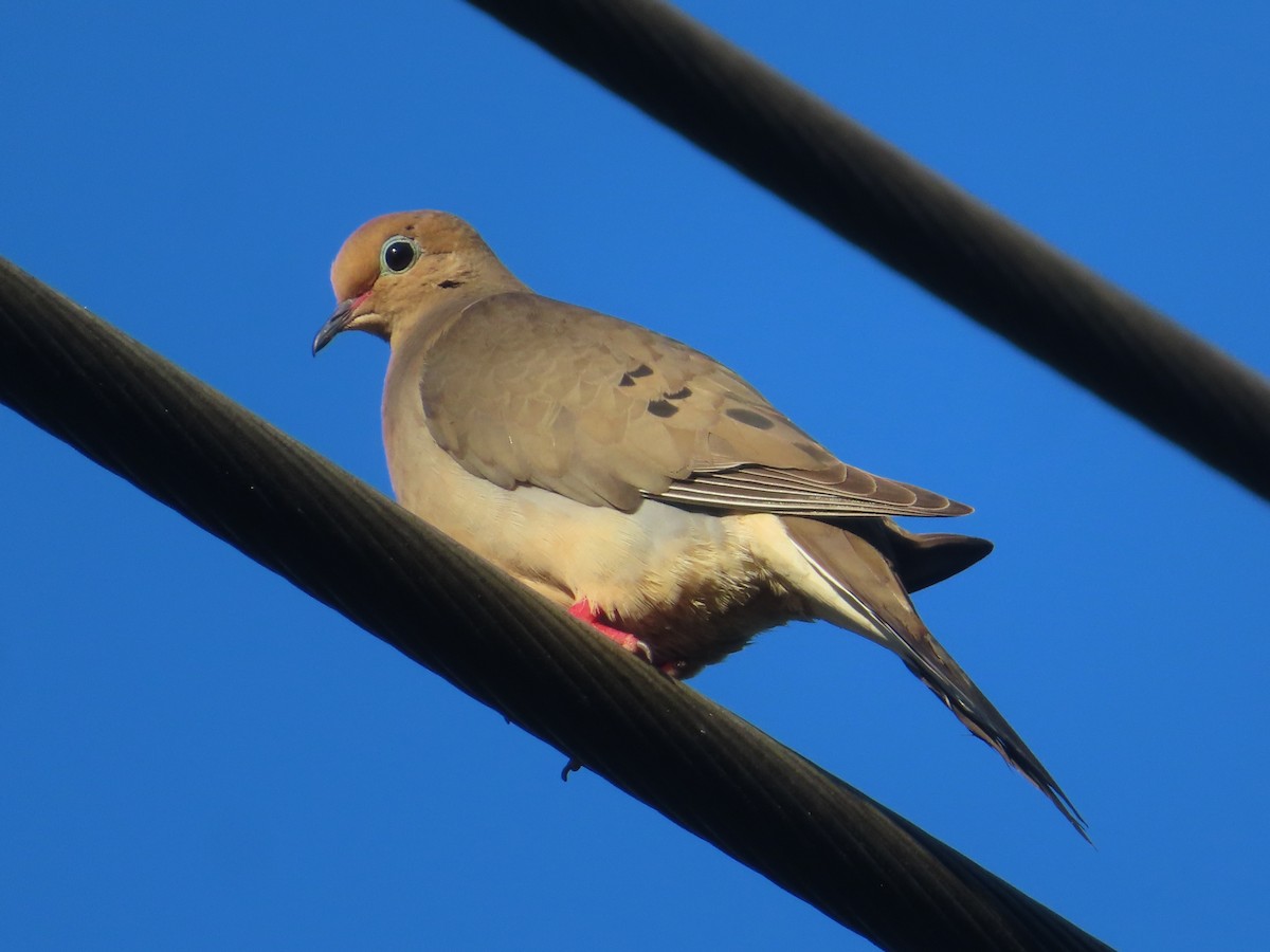 ML618266074 Mourning Dove Macaulay Library