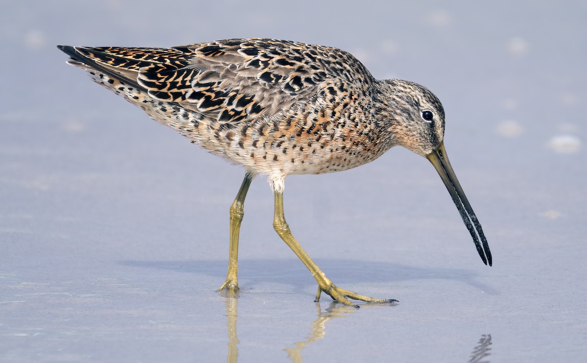 Long-billed Dowitcher - ML618266087