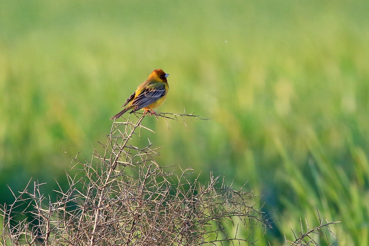 Red-headed Bunting - ML618266089
