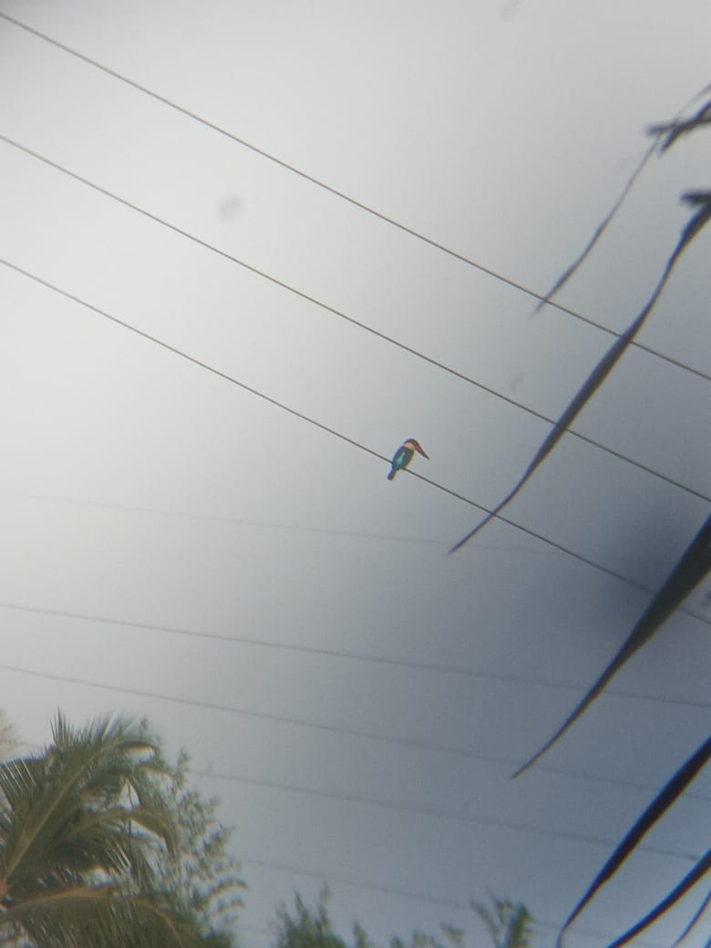 Stork-billed Kingfisher - ML618266106