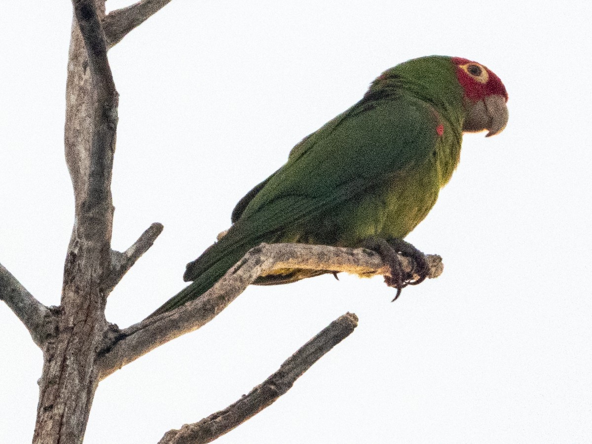 Red-masked Parakeet - ML618266116