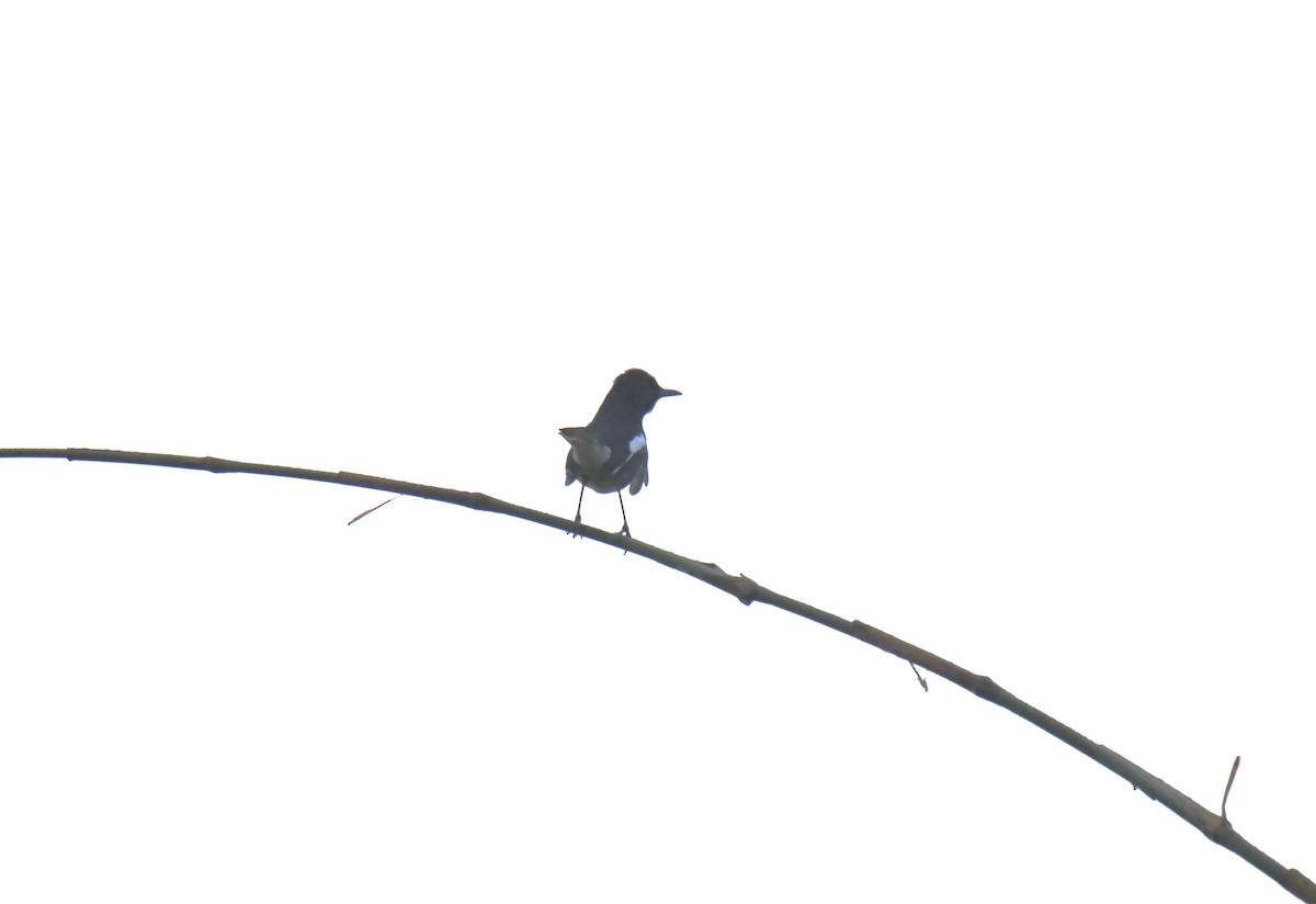Oriental Magpie-Robin - Praveen H N