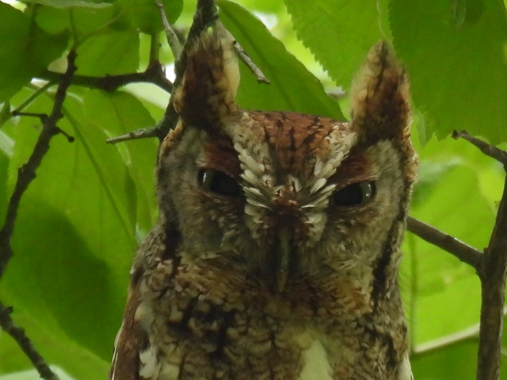Eastern Screech-Owl - Marie Asscherick