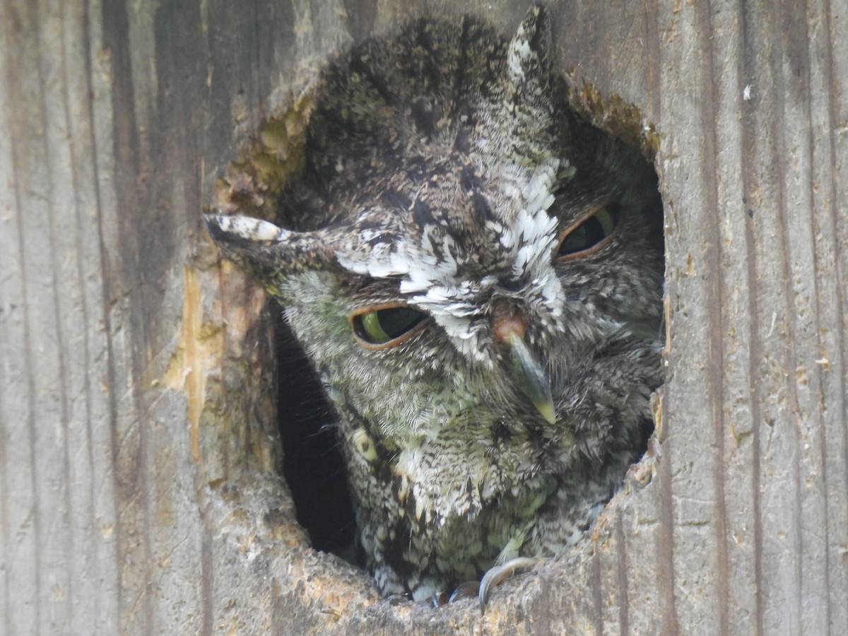 Eastern Screech-Owl - Marie Asscherick