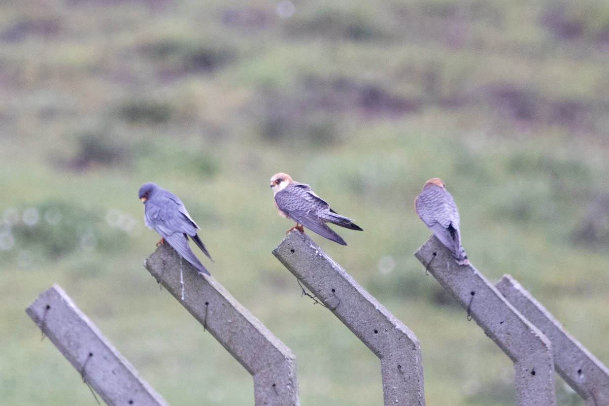 Red-footed Falcon - ML618266240