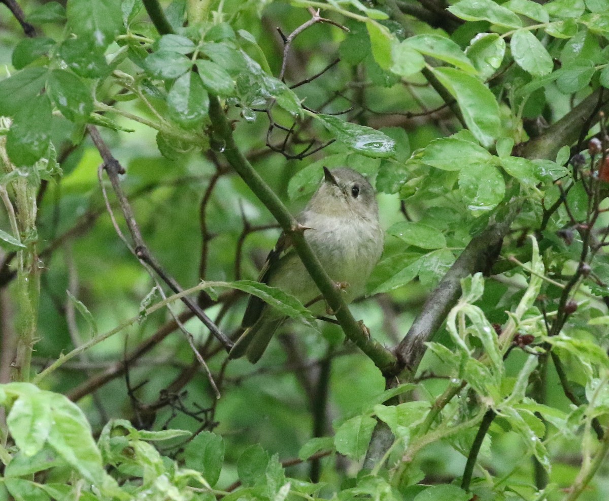 Ruby-crowned Kinglet - Andrew Vallely