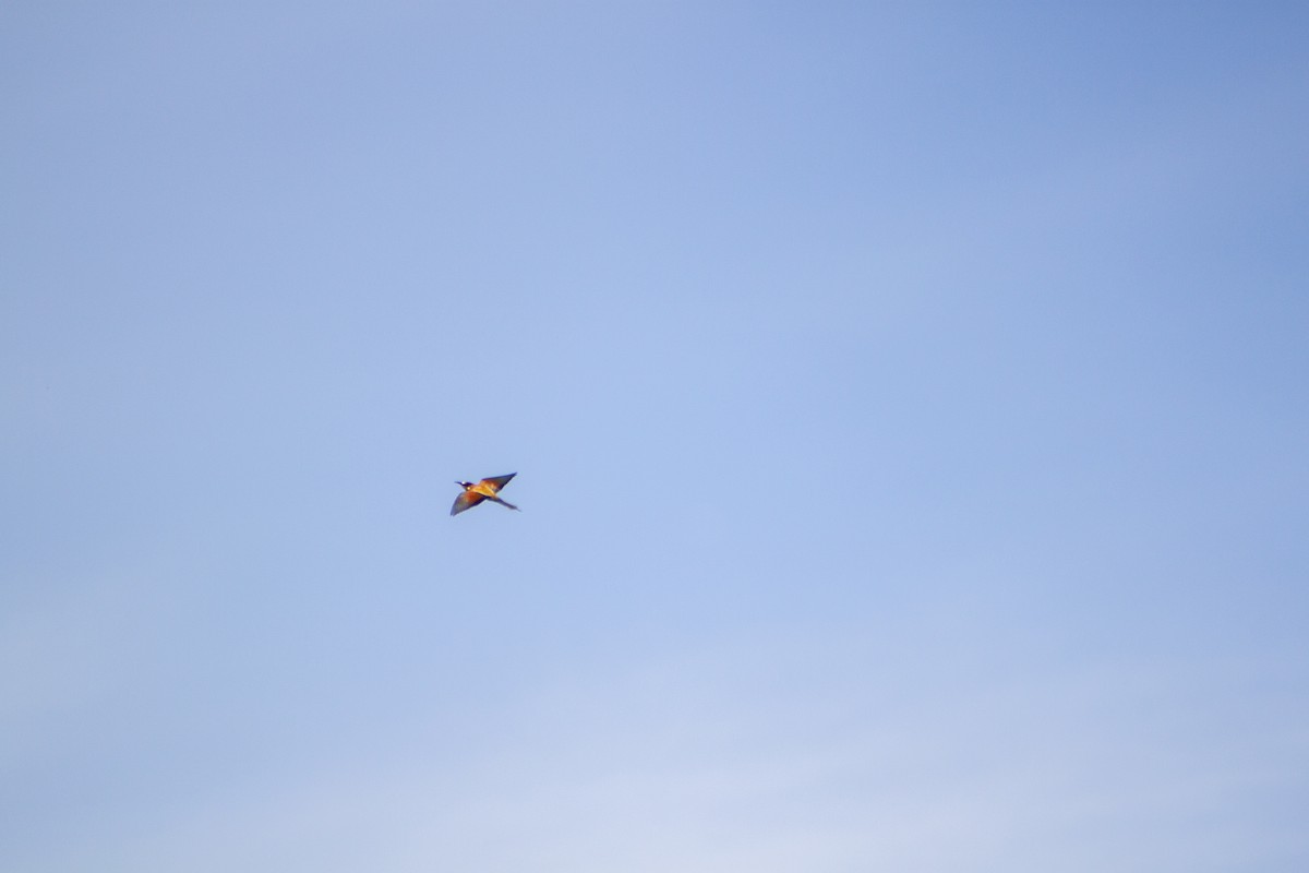 European Bee-eater - ML618266274
