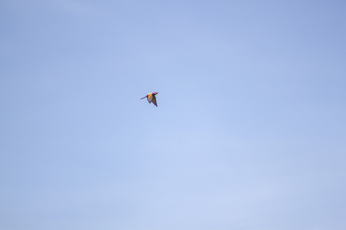 European Bee-eater - ML618266276