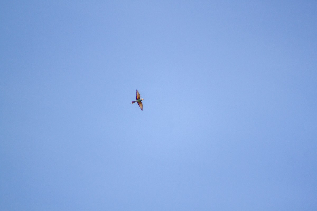 European Bee-eater - ML618266280