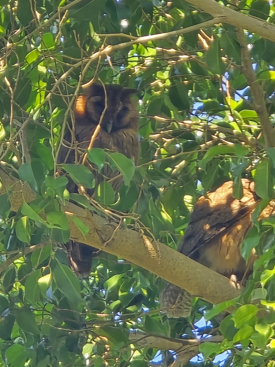 Jamaican Owl - ML618266281