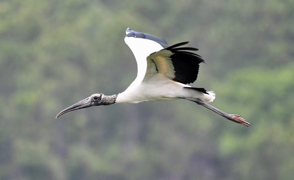 Wood Stork - Giff Beaton