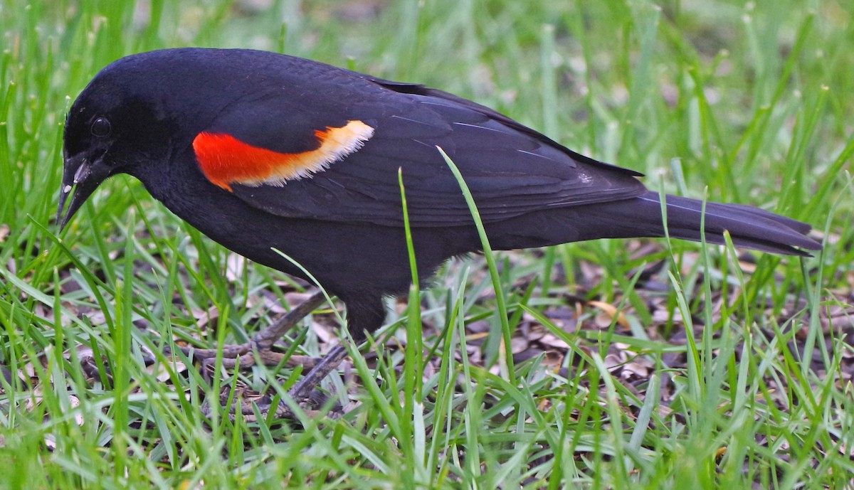 Red-winged Blackbird - ML618266331